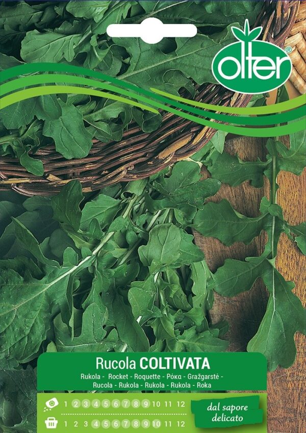 Semi rucola da orto coltivata